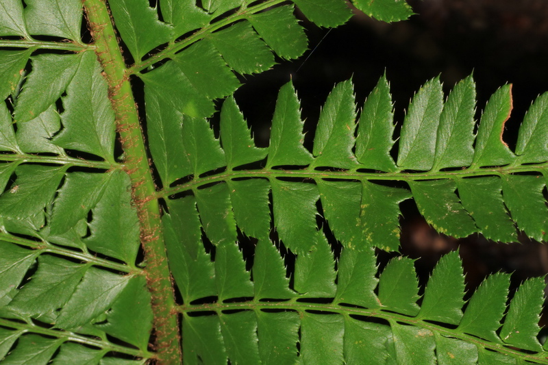 Polystichum x bicknellii