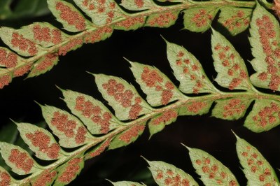 Polystichum x bicknellii