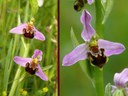 Ophrys