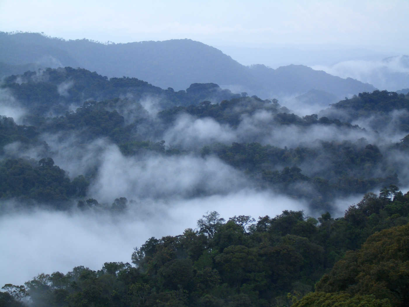 1nyungwe-nationalpark-ruanda.jpg