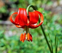 Lilium pomponium.JPG