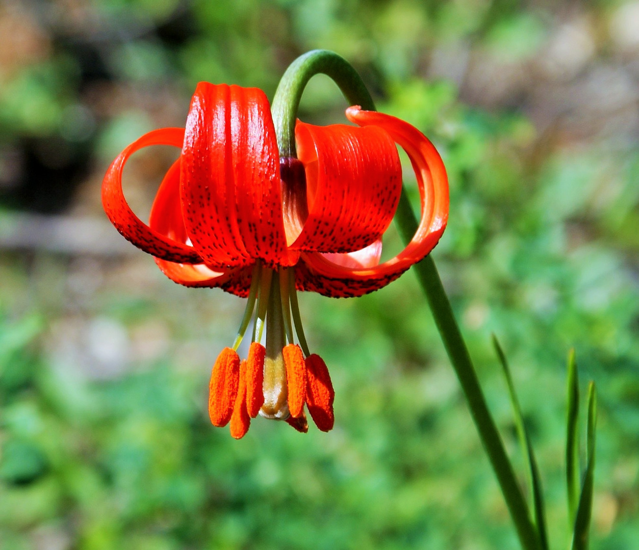 Lilium pomponium.JPG