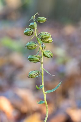   Epipactis helleborine ssp. moratoria