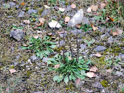 Globularia elongata in Wuppertal Vohwinkel. Foto von Detlef Regulski.