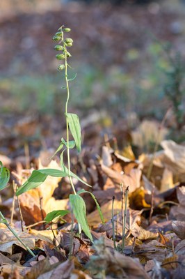 Epipactis helleborine ssp. moratoria