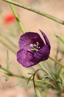 Bastard- Tüpfelmohn