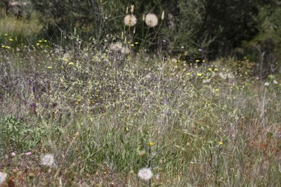 Silene longipetala