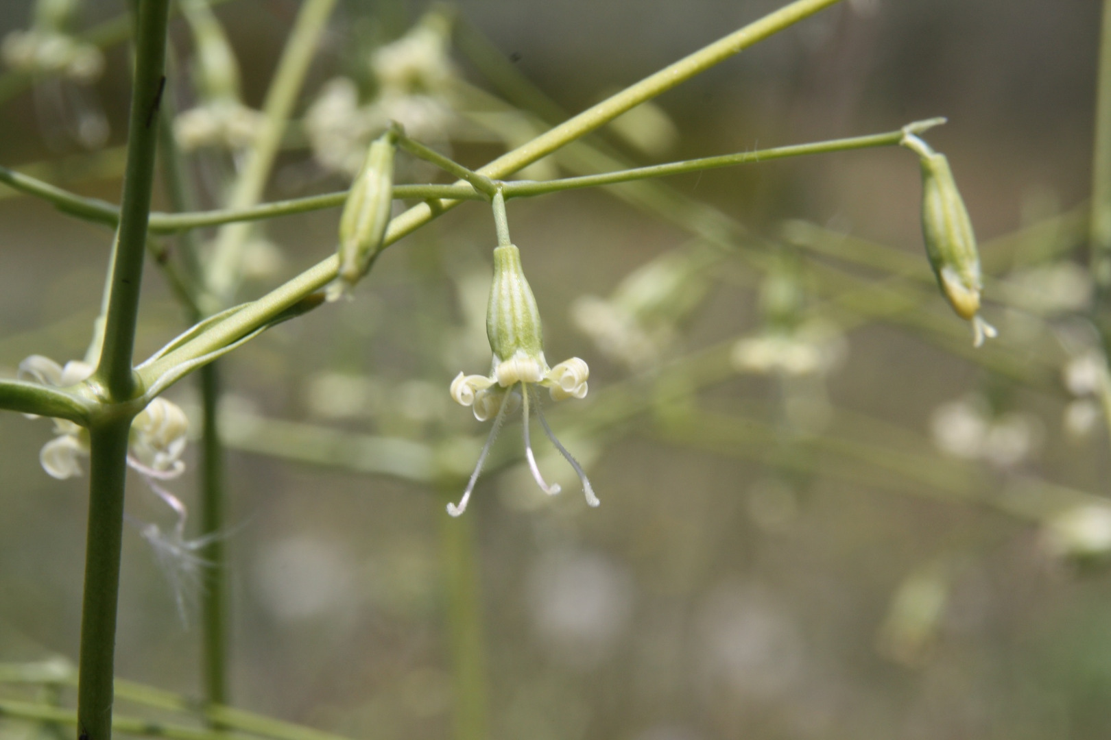 Silene longipetala