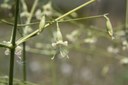 Silene longipetala