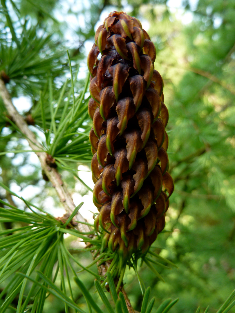 Larix griffithii