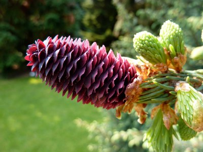 Picea purpurea