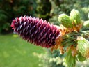 Picea purpurea