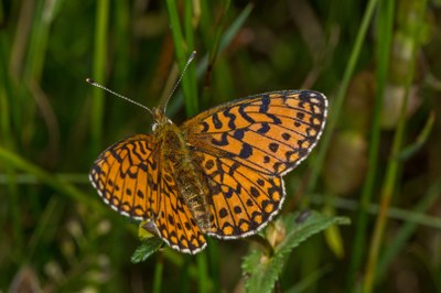 Boloria selene