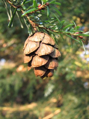 Tsuga sieboldii