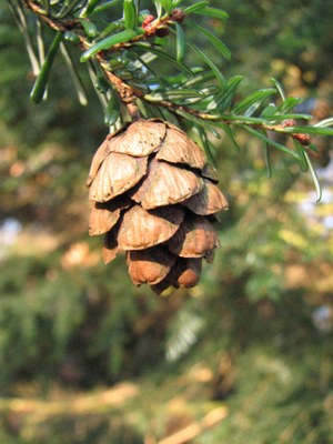 Tsuga sieboldii