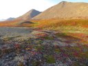 Tundra