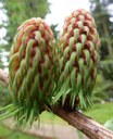 Larix griffithii