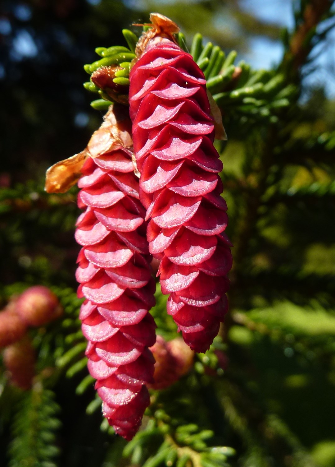 Picea orientalis