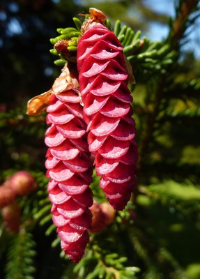 Picea orientalis