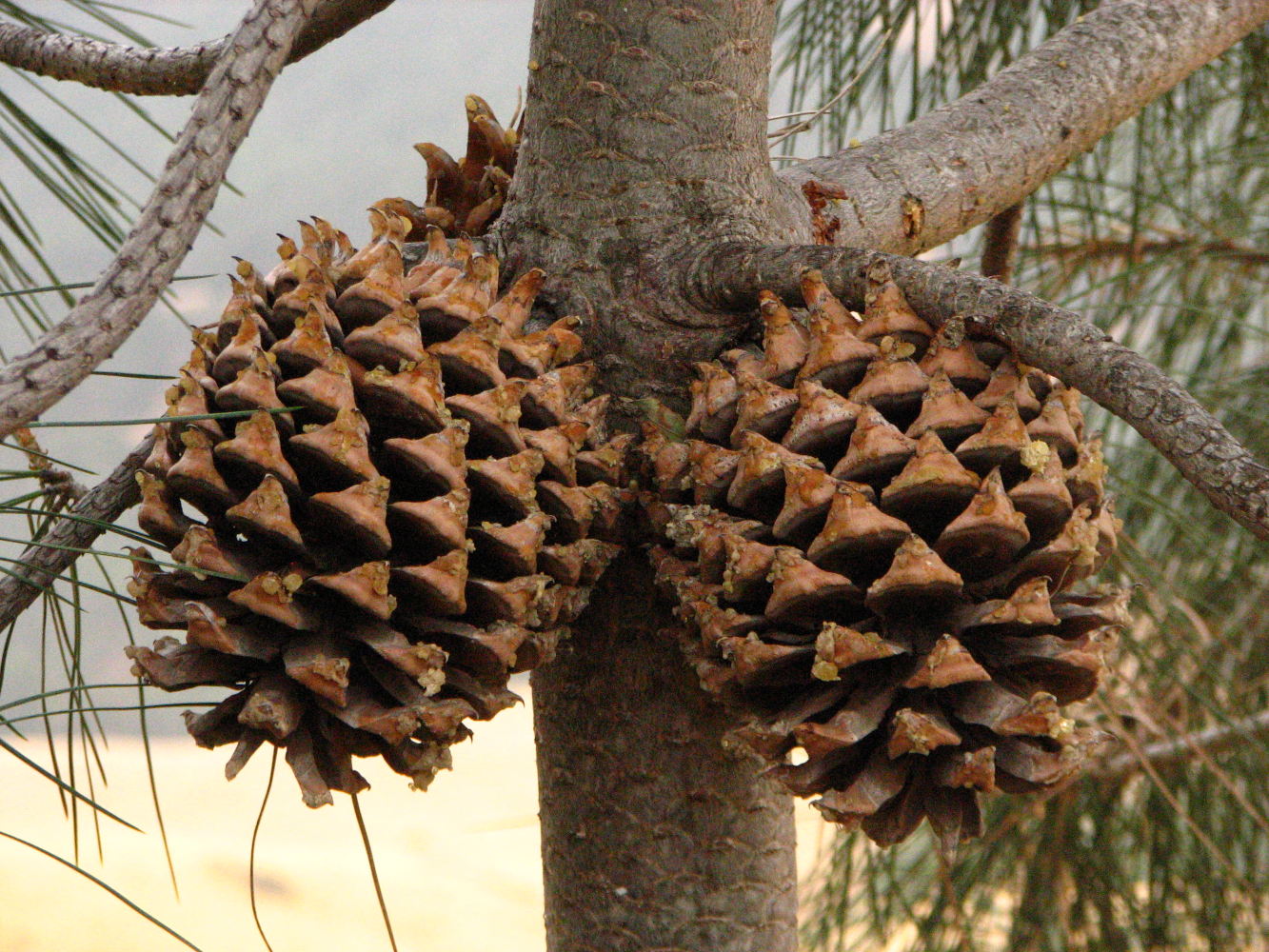 Pinus sabiniana