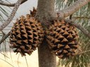 Pinus sabiniana