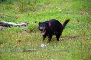 Tasmanischer Teufel