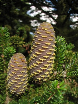 Abies koreana