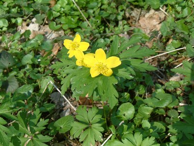 Anemone ranunculoides