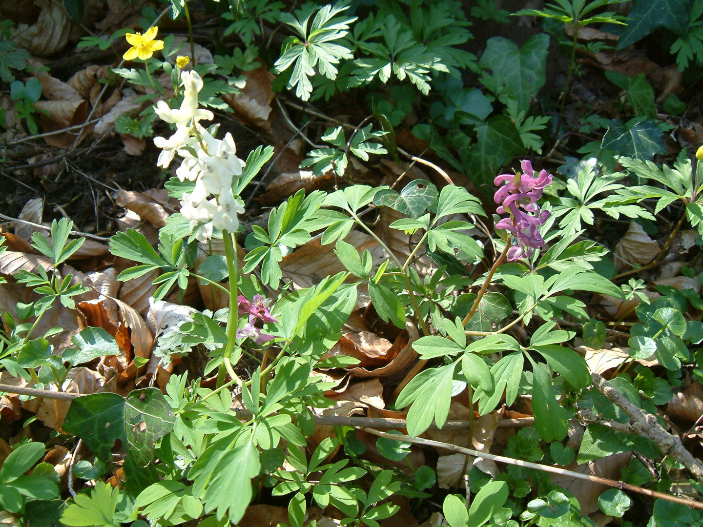 Corydalis cava