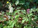 Corydalis cava