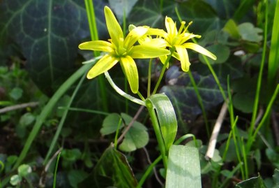 Gagea lutea