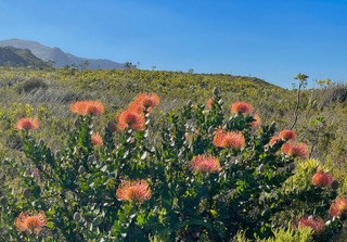 Nadelkissenprotea