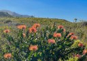 Nadelkissenprotea