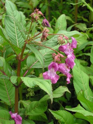 Drüsiges Springkraut