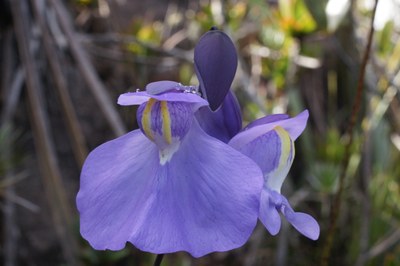 Utricularia humboldtii
