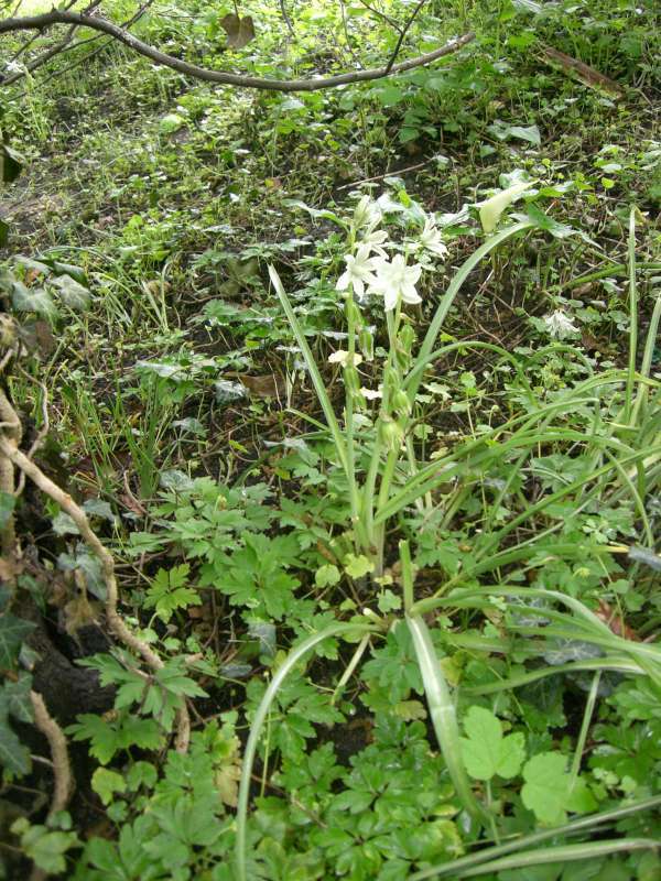 Ornithogalum nutans