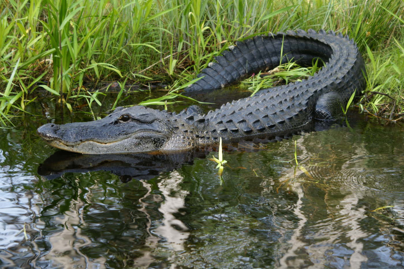 Alligator in den Okefenokee-Sümpfen