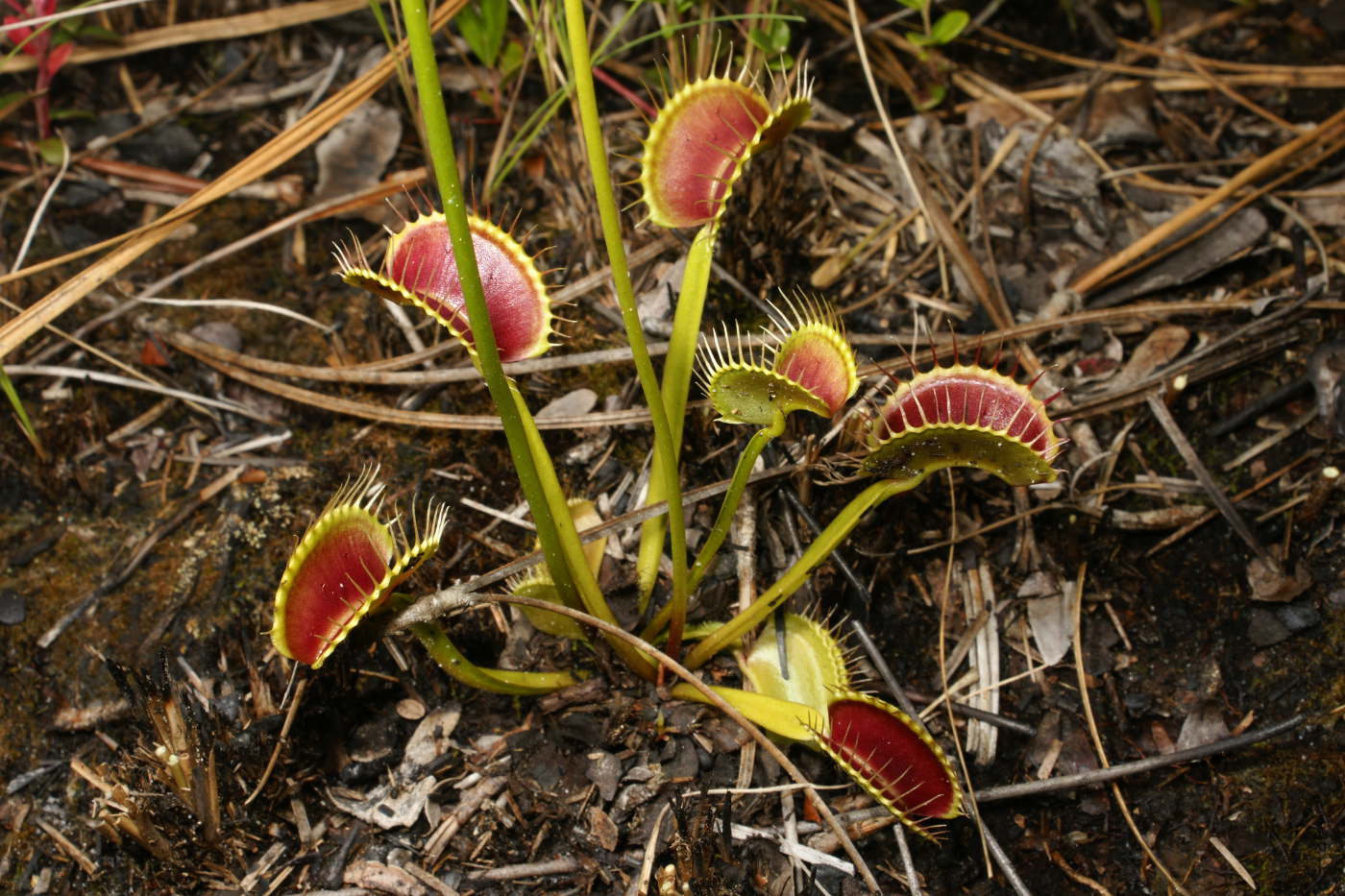 Venusfliegenfalle in den Swamps