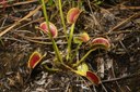 Venusfliegenfalle in den Swamps