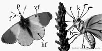 Anatomie der Schmetterlinge