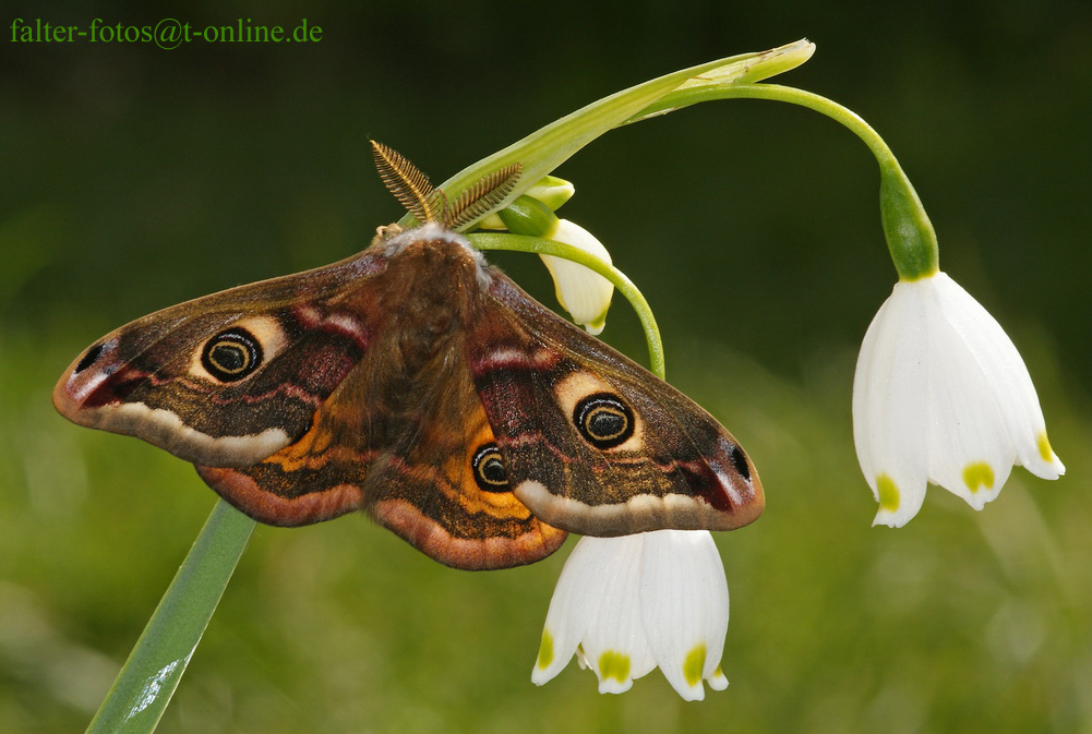 Nachtpfauenauge Märzbecher