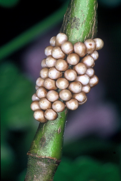 Kleines Nachtpfauenauge (Saturnia pavonia) Eier