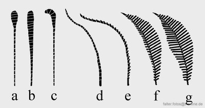 Grafik Tagfalter- und Nachtfalterfühler