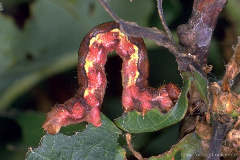 Raupe des Grossen Frostspanners (Erannis defoliaria)