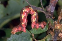 Raupe des Grossen Frostspanners (Erannis defoliaria)