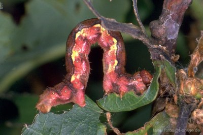 Raupe des Grossen Frostspanners (Erannis defoliaria)