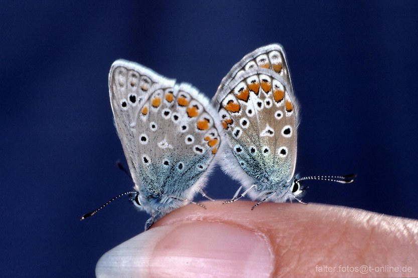 Hauhechel - Bläuling (Polyommatus icarus) Paarung