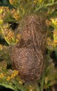 Kleines Nachtpfauenauge (Saturnia pavonia) Kokon
