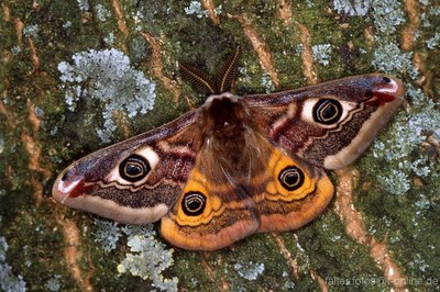 Kleines Nachtpfauenauge (Saturnia pavonia) Männchen 2