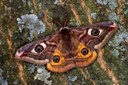 Kleines Nachtpfauenauge (Saturnia pavonia) Männchen 2